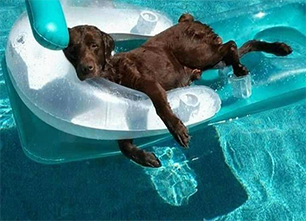 funny dog lounging in pool