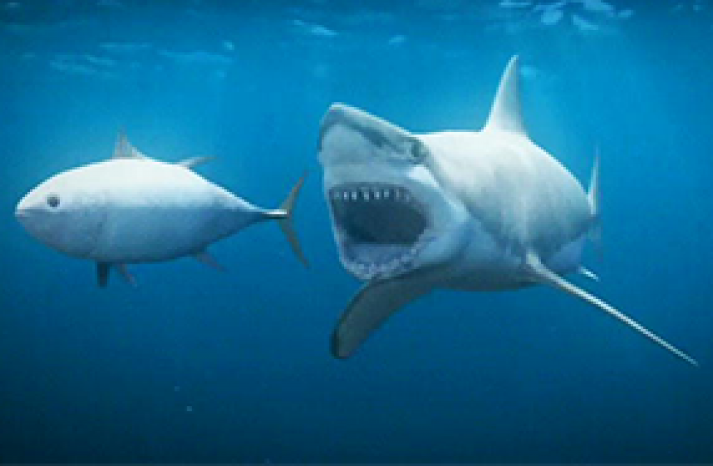 Best Shark Repellent Review Do They Really Work? [2021]