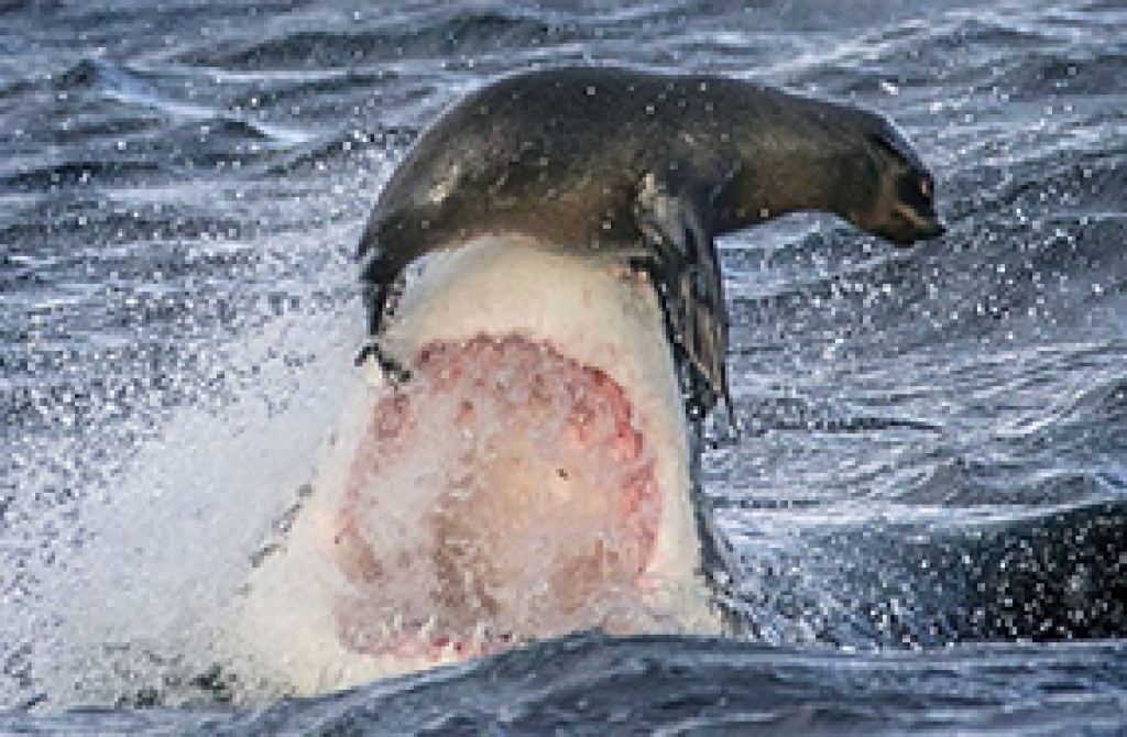 Best Shark Repellent Review Do They Really Work? [2021]