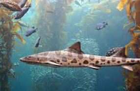 harmless leopard shark