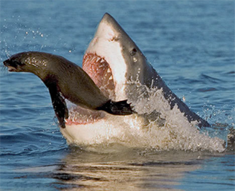 Shark Shield Review Does This Thing Really Work?!