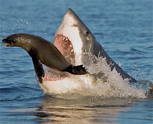 shark deterrent review